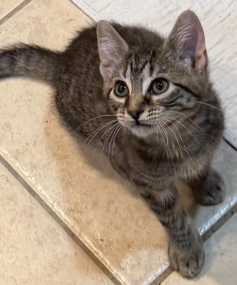 Bruno, Adoptable, Kitten Male Domestic Short Hair.