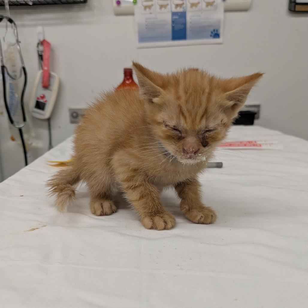 Goldfish, a Adoptable Domestic Short Hair in Manhattan, KS image 1/2