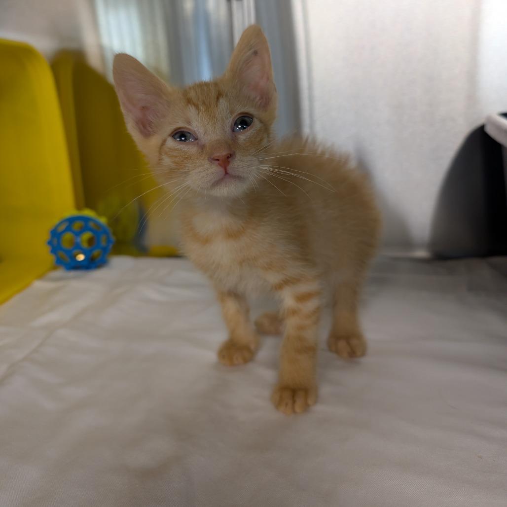Goldfish, a Adoptable Domestic Short Hair in Manhattan, KS image 2/2