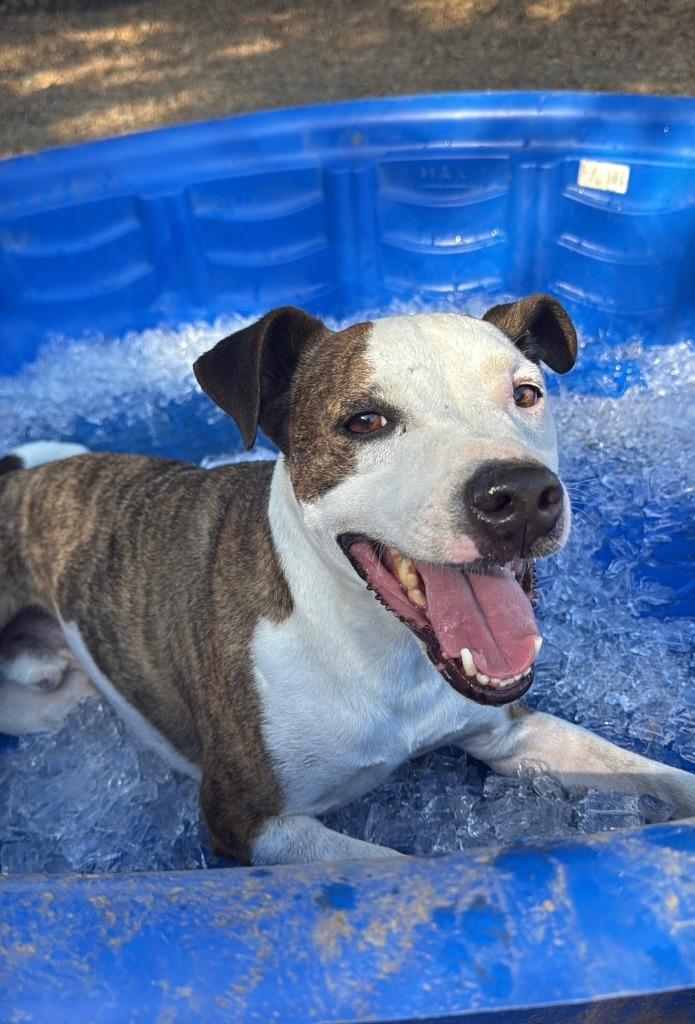 CAMERON, a Adoptable mixed breed in Lemoore, CA image 1/4