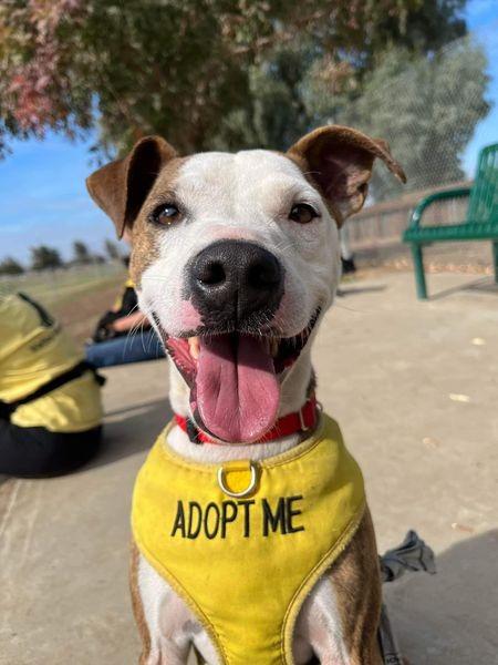 Enlarge CAMERON, a Adoptable mixed breed in Lemoore, CA image 2/6
