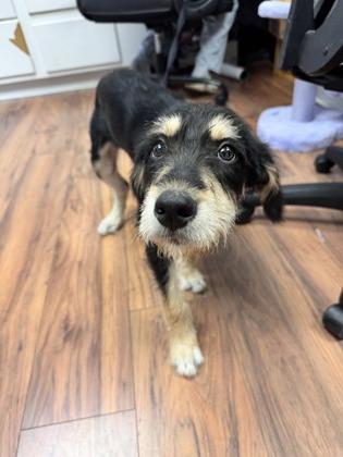 Enlarge Utah, a Adoptable mixed breed in Lawrenceville, GA image 1/3