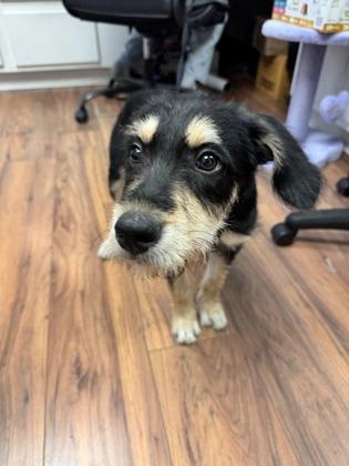 Enlarge Utah, a Adoptable mixed breed in Lawrenceville, GA image 2/3