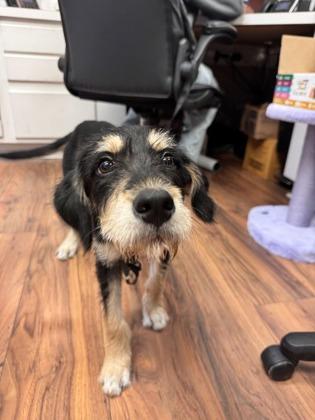 Enlarge Utah, a Adoptable mixed breed in Lawrenceville, GA image 3/3
