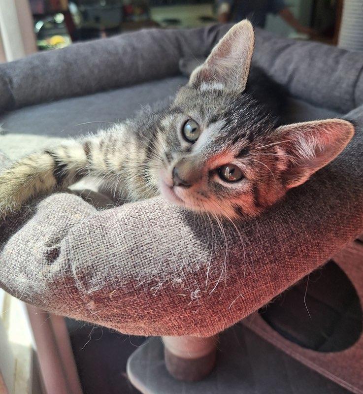 Snickerfritz, Adoptable, Young Female Domestic Short Hair.