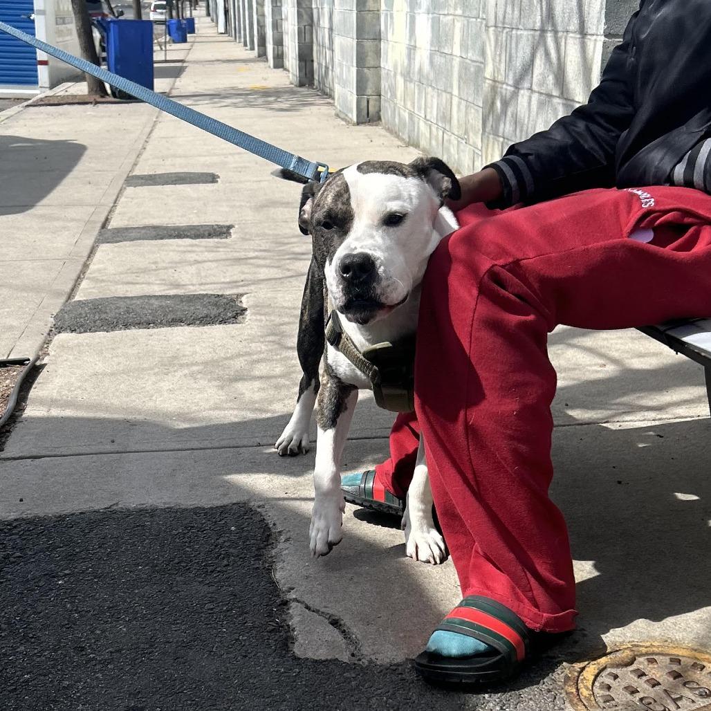 Enlarge Reggie, a Adoptable Pit Bull Terrier in Weimar, CA image 1/1