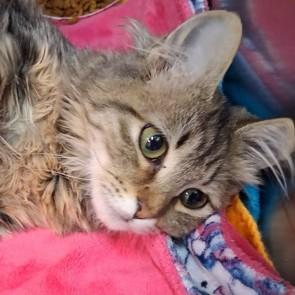 Mr Lady, adopted, Kitten Male Domestic Medium Hair.