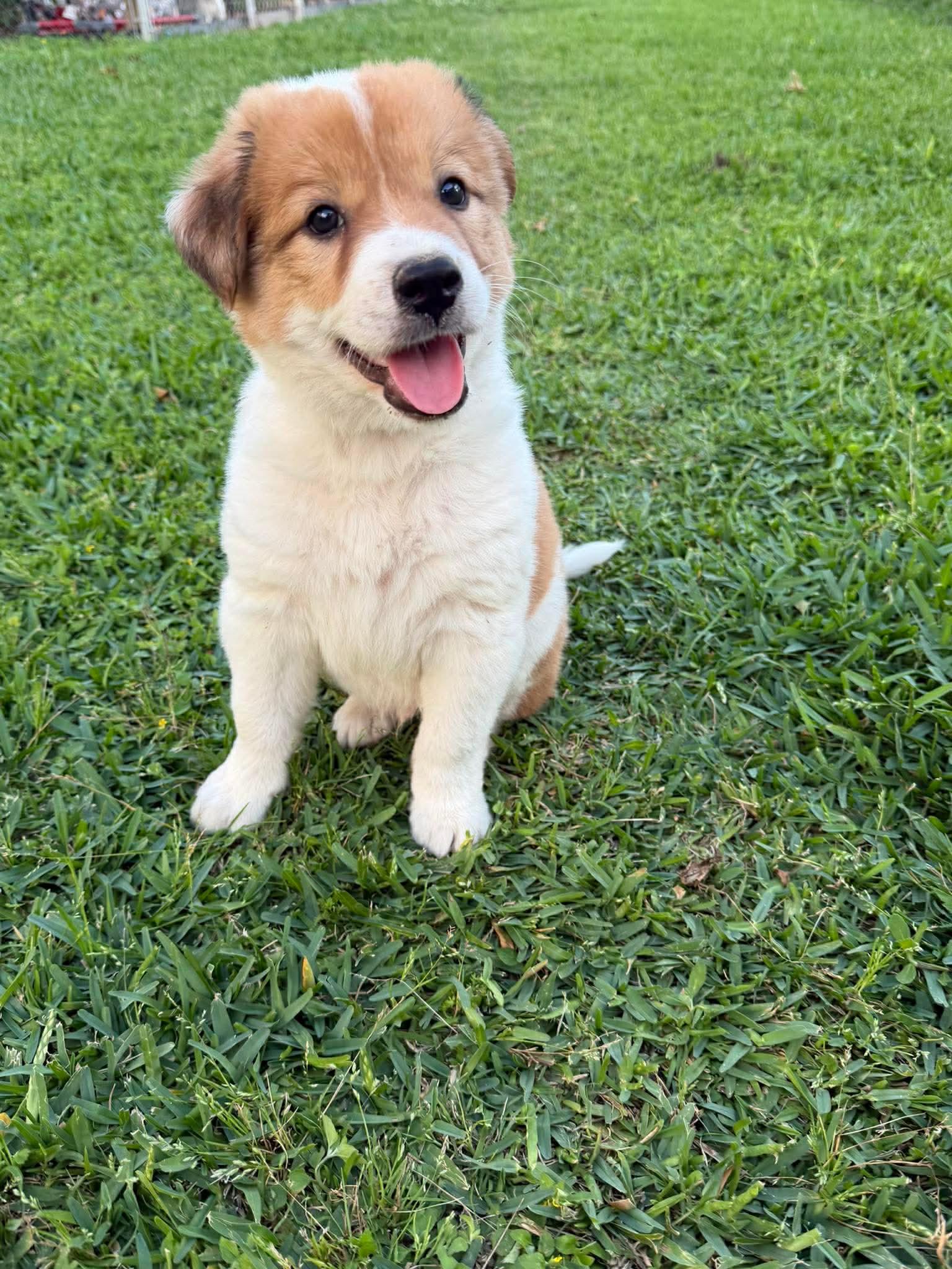 Beau , adopted, Young Male Labrador Retriever.