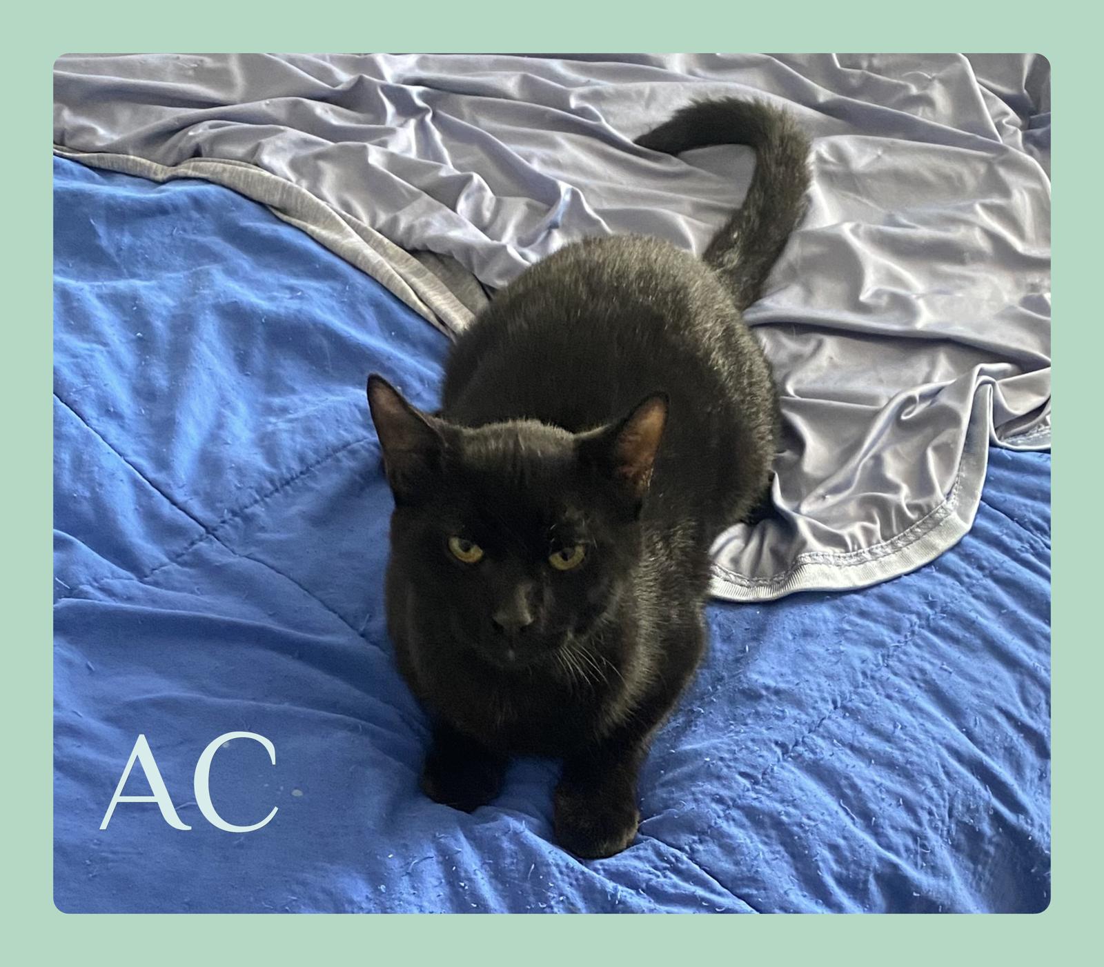 AC, Adoptable, Kitten Male Tabby.