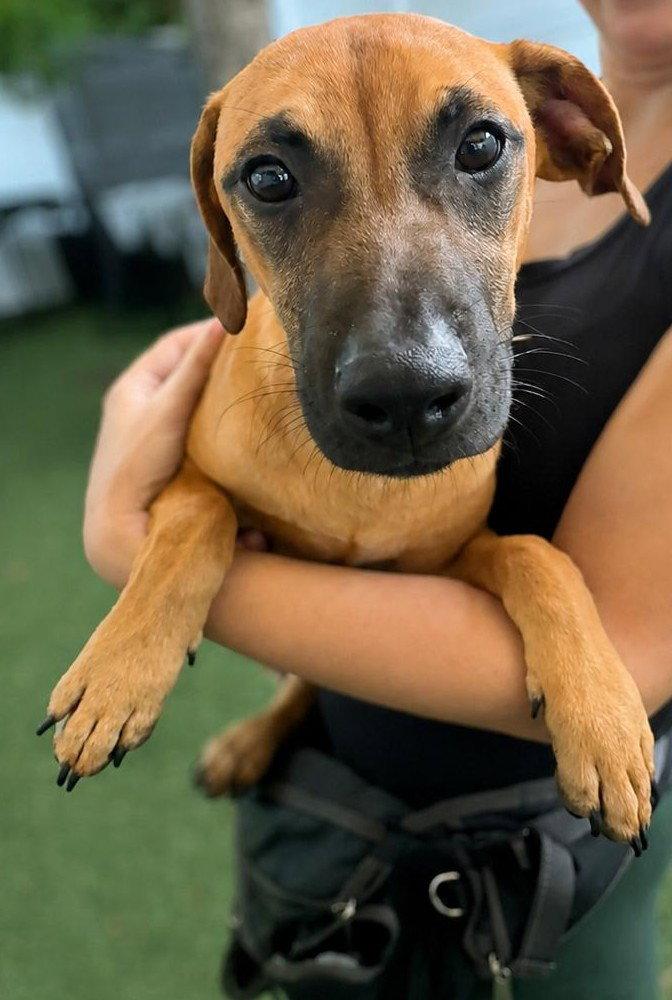 Isabella Pup - Pablo, Adoptable, Puppy Male Dachshund & Labrador Retriever.