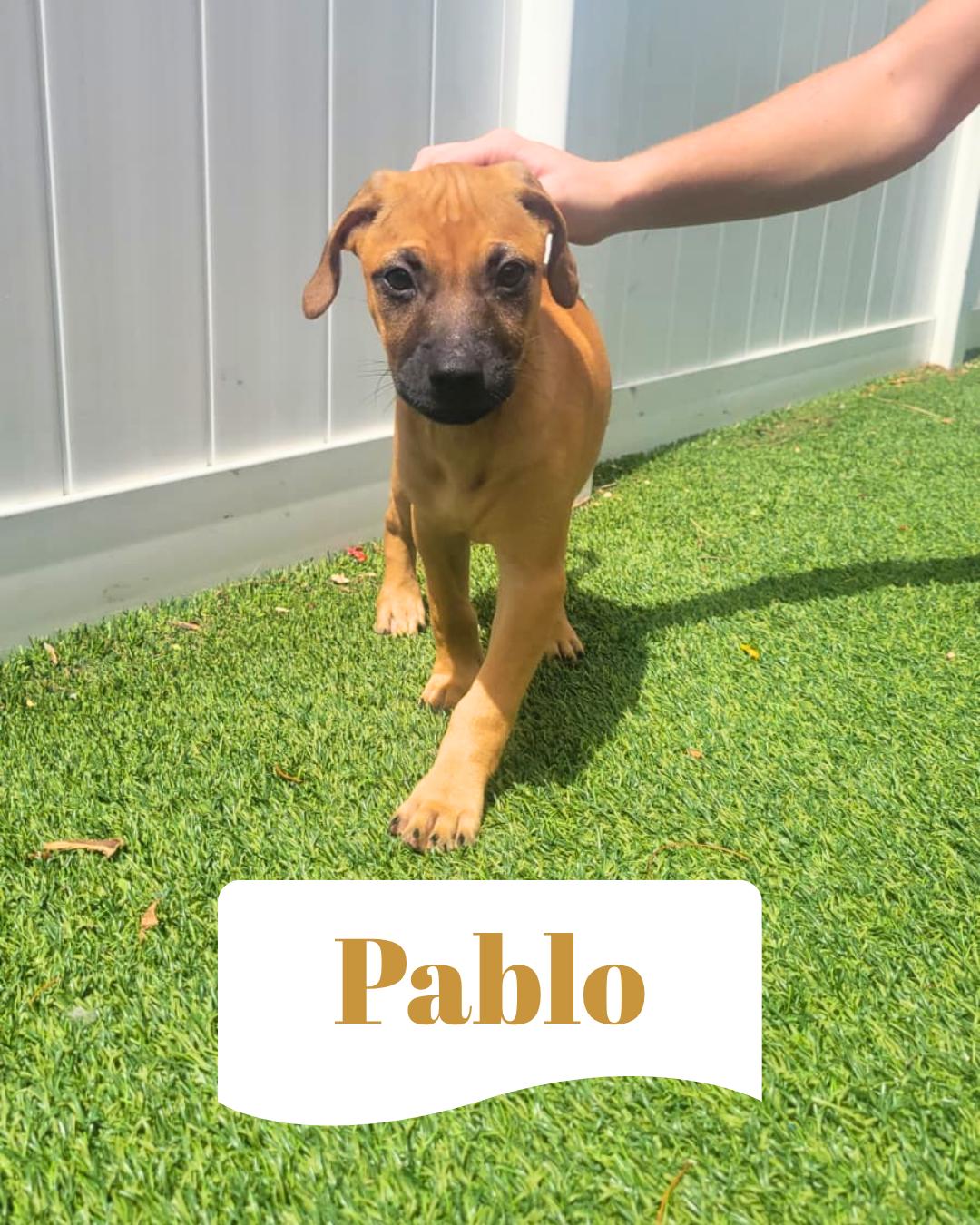 Isabella Pup - Pablo, Adoptable, Puppy Male Dachshund & Labrador Retriever.