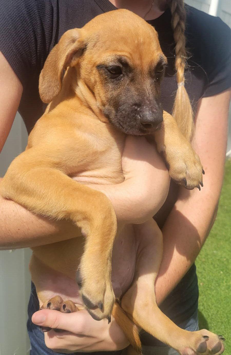 Enlarge Isabella Pup - Pablo, a Adoptable mixed breed in Pompano Beach, FL image 2/3