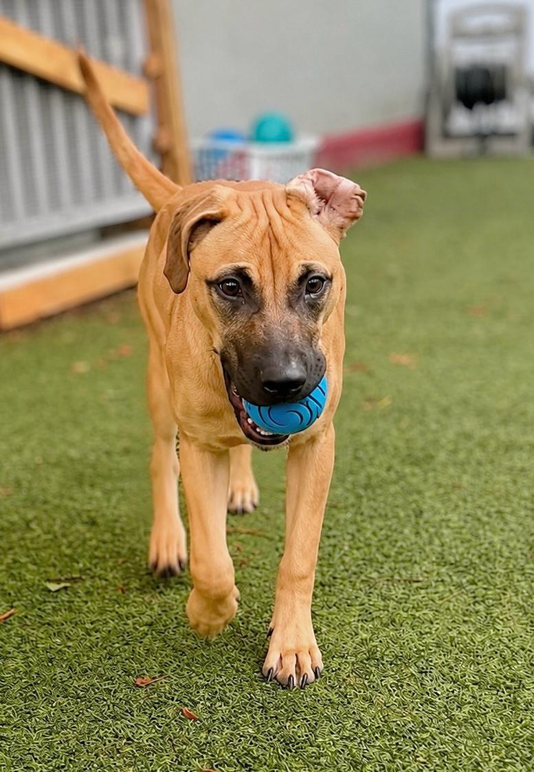 Enlarge Isabella Pup - Pablo, a Adoptable mixed breed in Pompano Beach, FL image 2/3