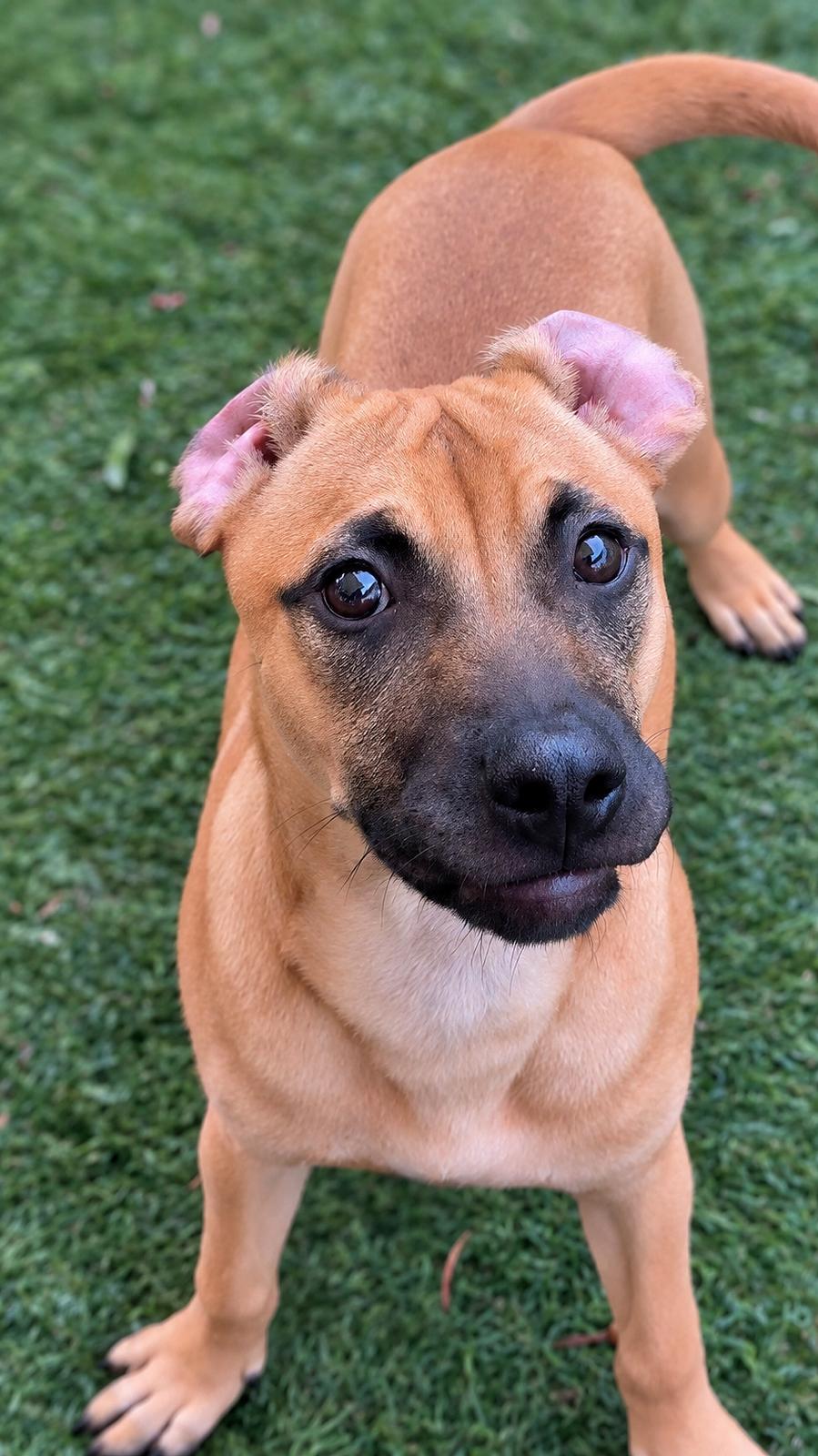 Enlarge Isabella Pup - Pablo, a Adoptable mixed breed in Pompano Beach, FL image 3/3