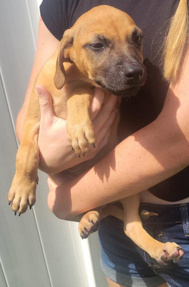 Enlarge Isabella Pup - Pablo, a Adoptable mixed breed in Pompano Beach, FL image 3/3