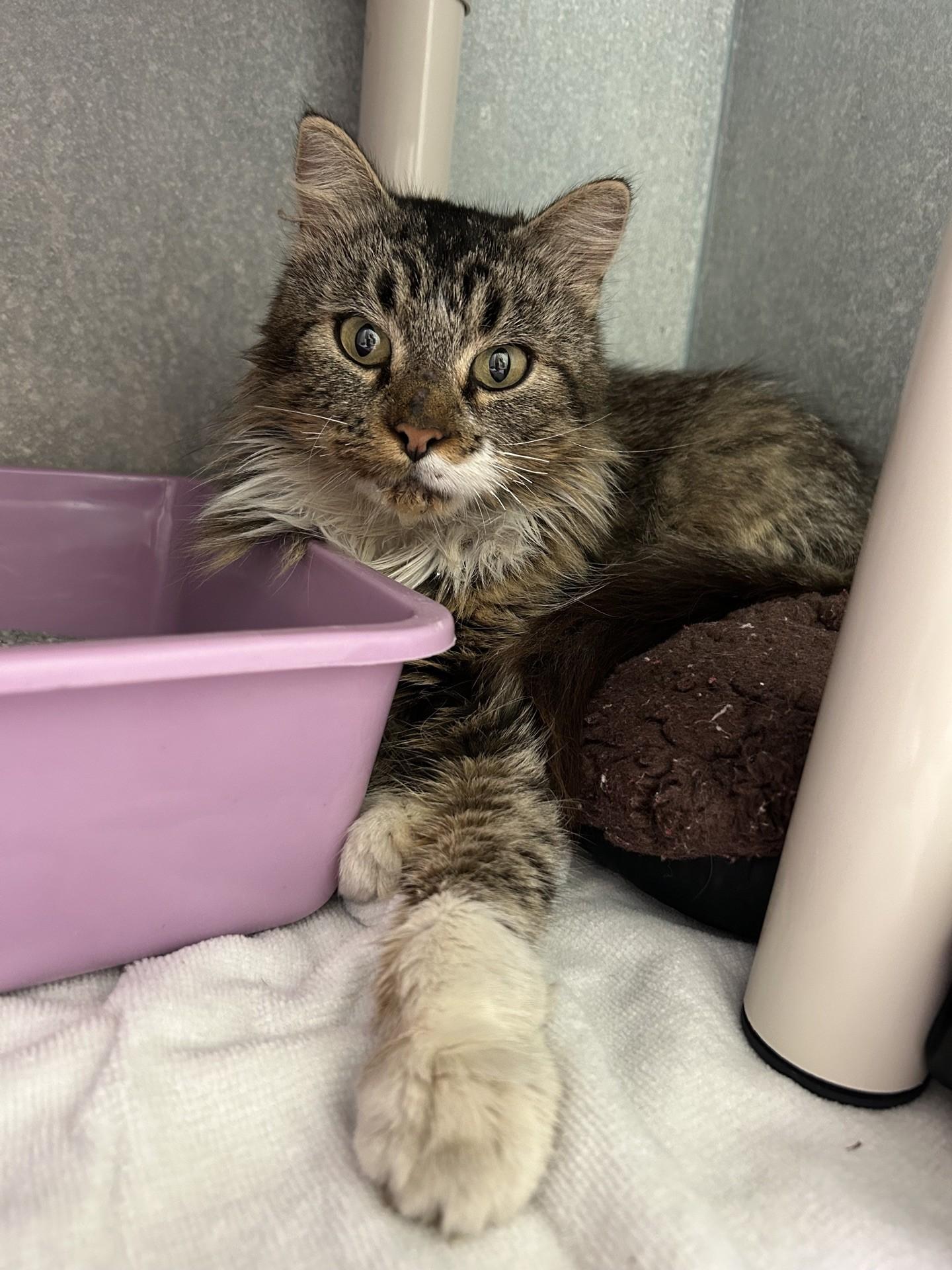 Buffy, ADOPTABLE, Young Female Domestic Long Hair.