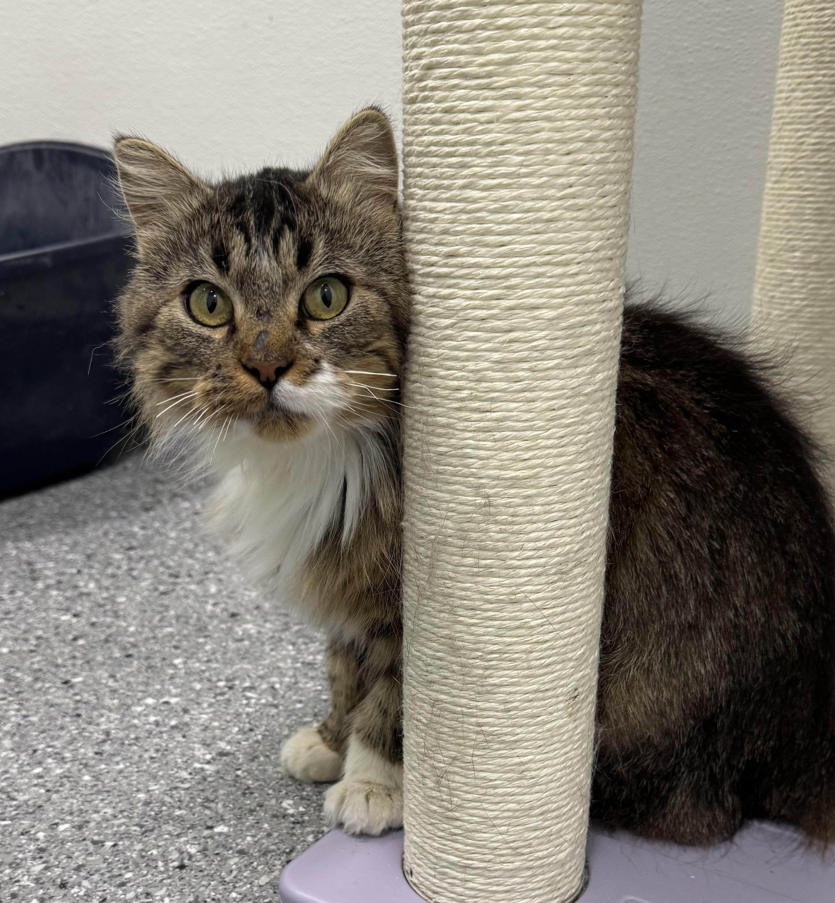 Buffy, ADOPTABLE, Young Female Domestic Long Hair.