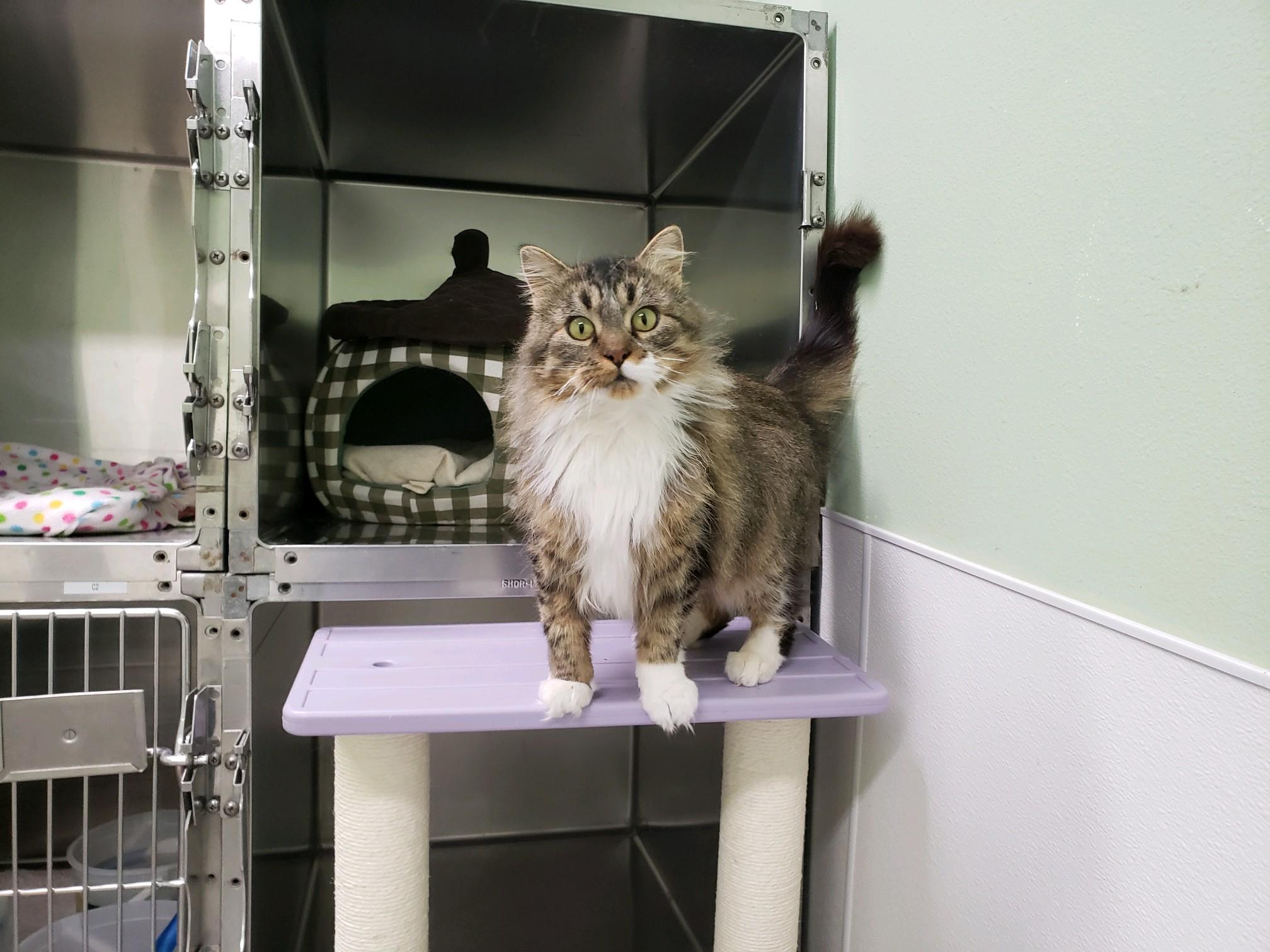 Enlarge Buffy, a ADOPTABLE Domestic Long Hair in Morris, MN image 4/5