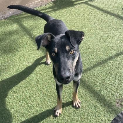 Enlarge Happy, a Adoptable mixed breed in Flagstaff, AZ image 2/3