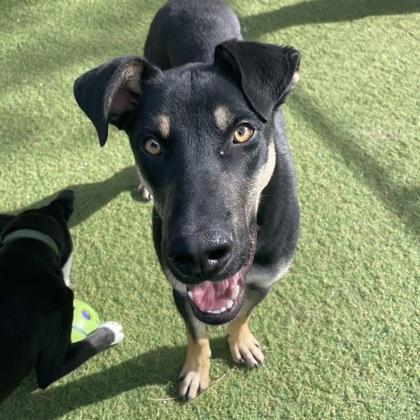 Enlarge Happy, a Adoptable mixed breed in Flagstaff, AZ image 1/3