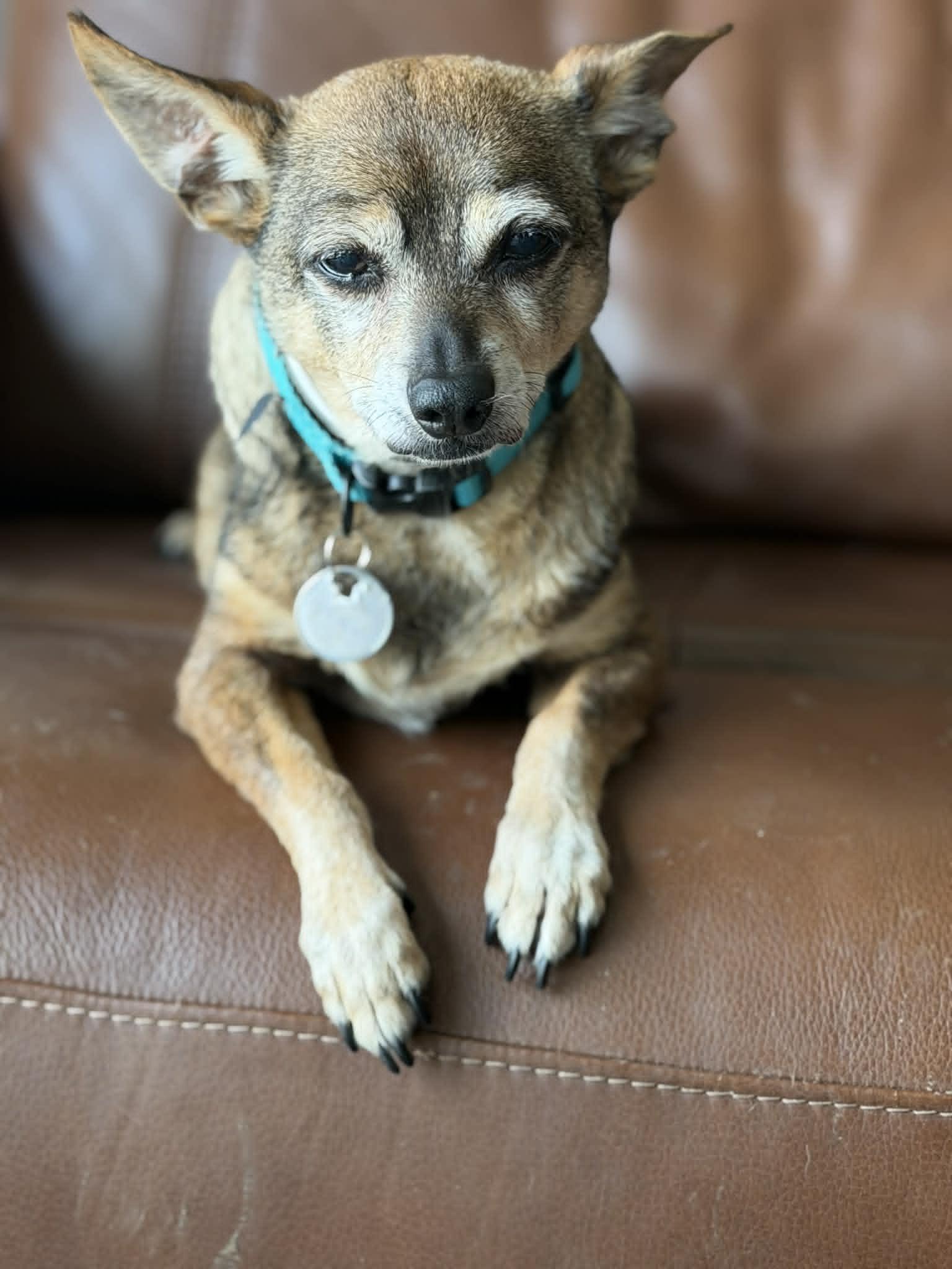 Jagger, a Adoptable mixed breed in PITTSBURGH, PA image 1/3