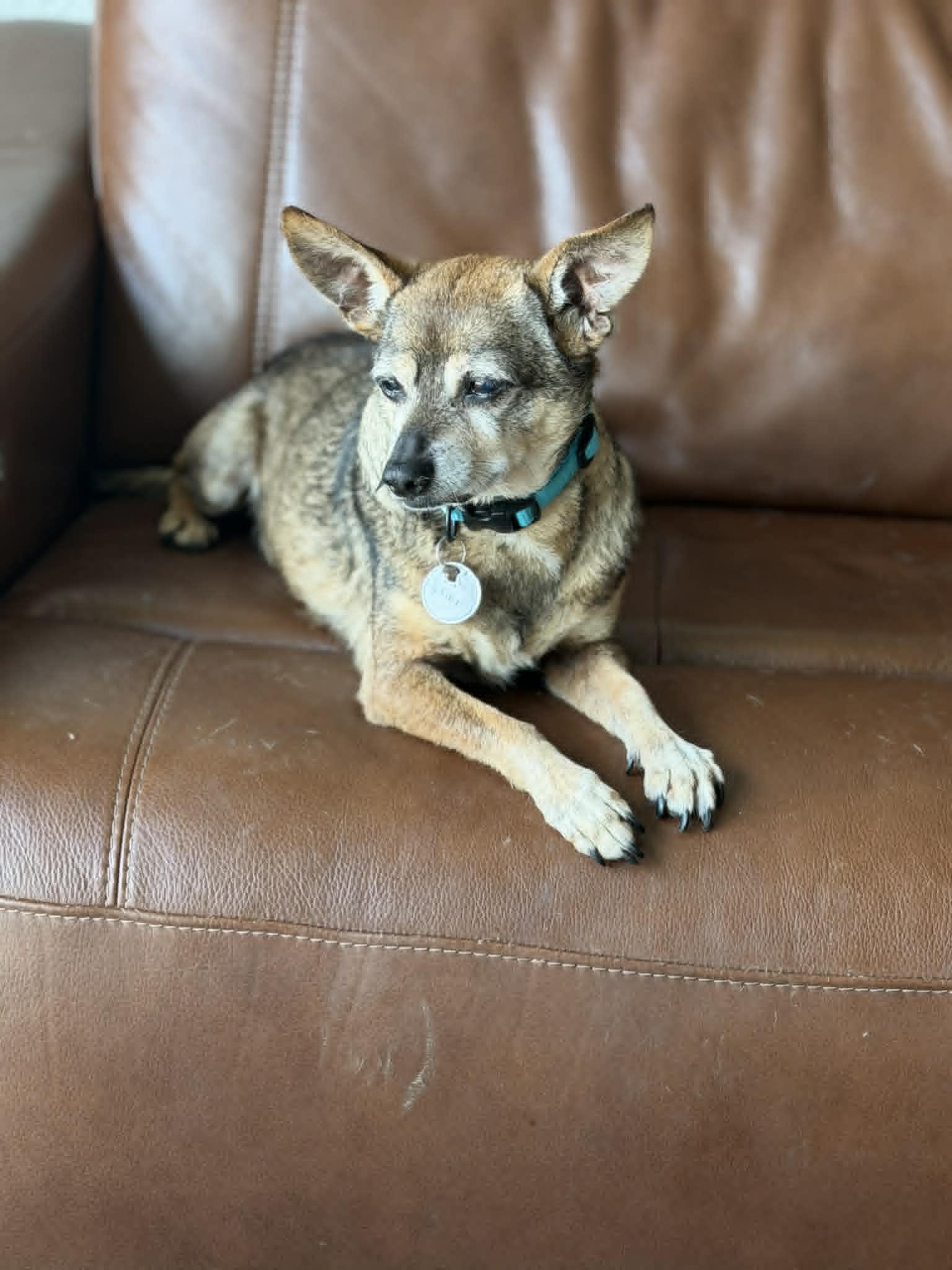 Jagger, a Adoptable mixed breed in PITTSBURGH, PA image 2/3