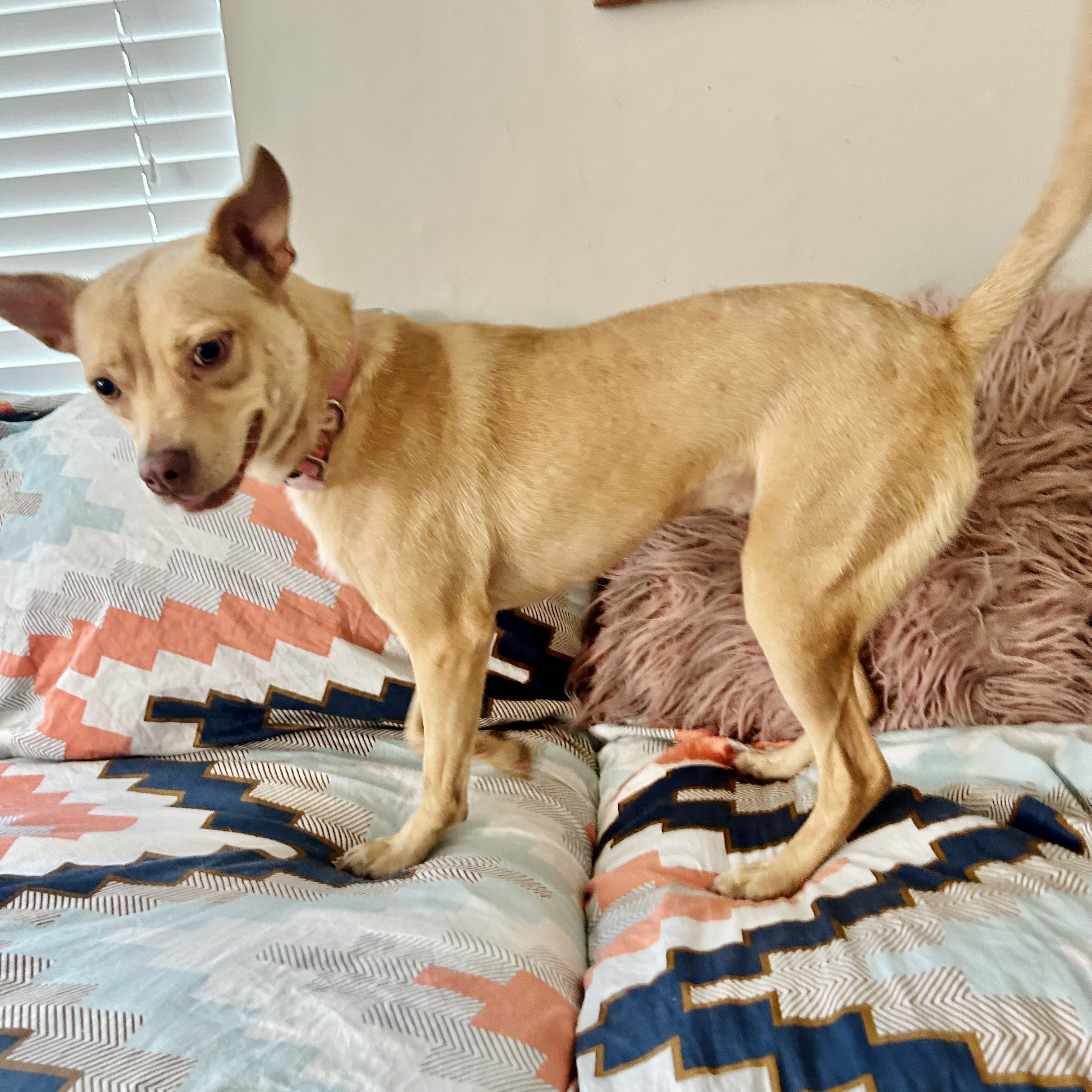 Enlarge Lizotte WA13110-T, a Adoptable mixed breed in Bellevue, WA image 5/6