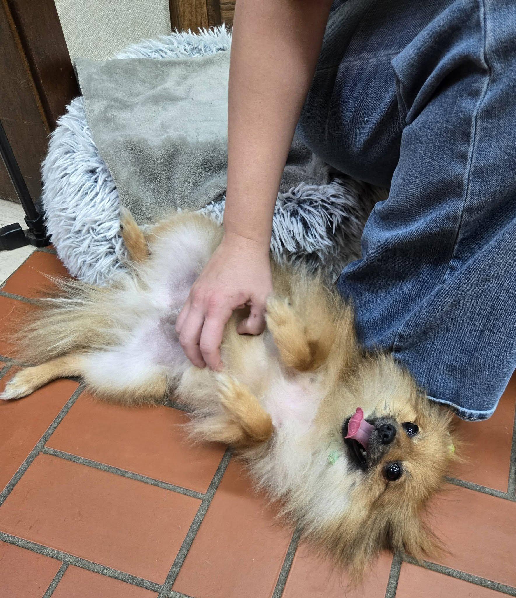 Enlarge Rocket, an adopted Pomeranian in Sterling, KS image 4/4