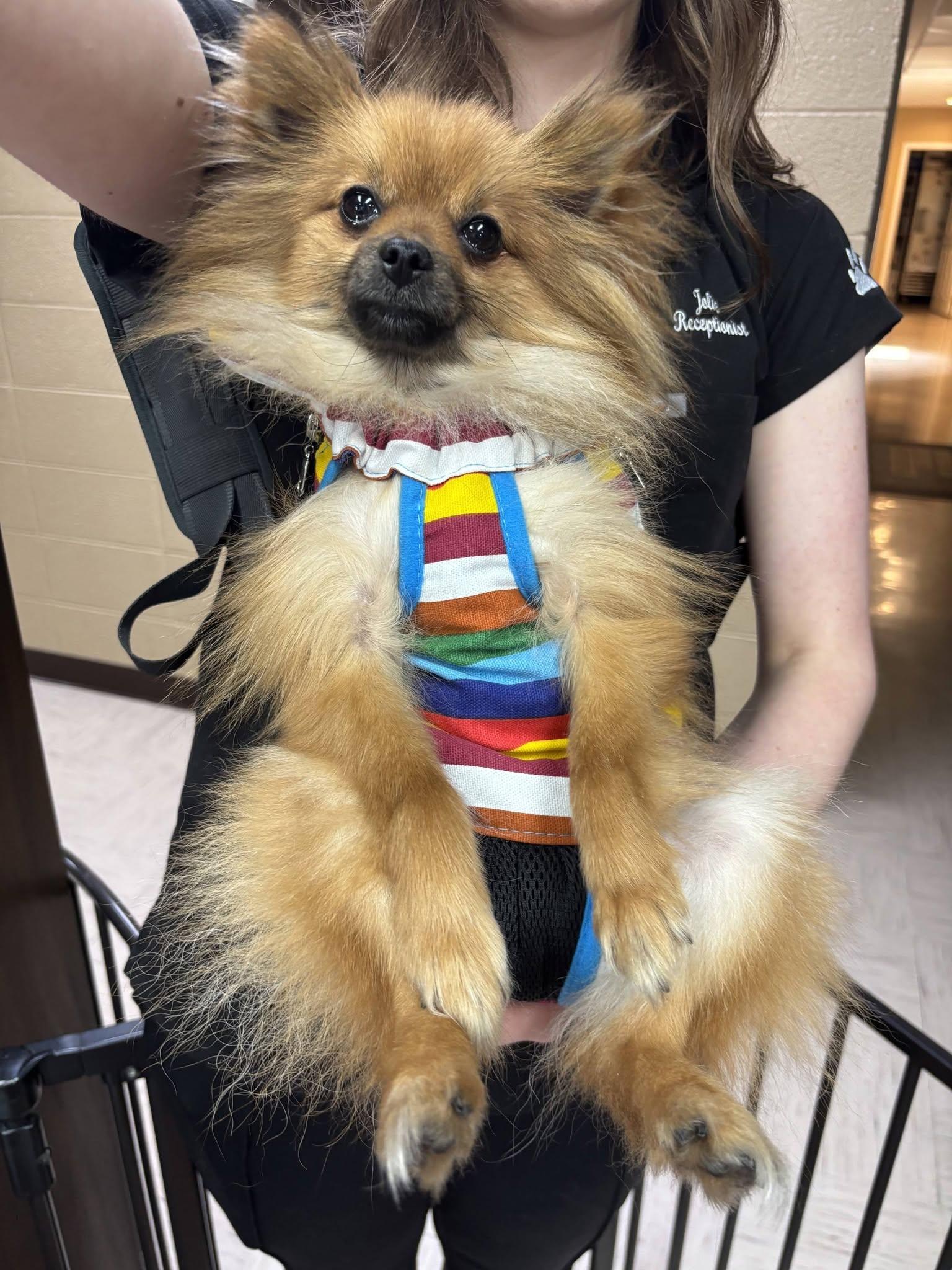 Enlarge Rocket, an adopted Pomeranian in Sterling, KS image 3/4