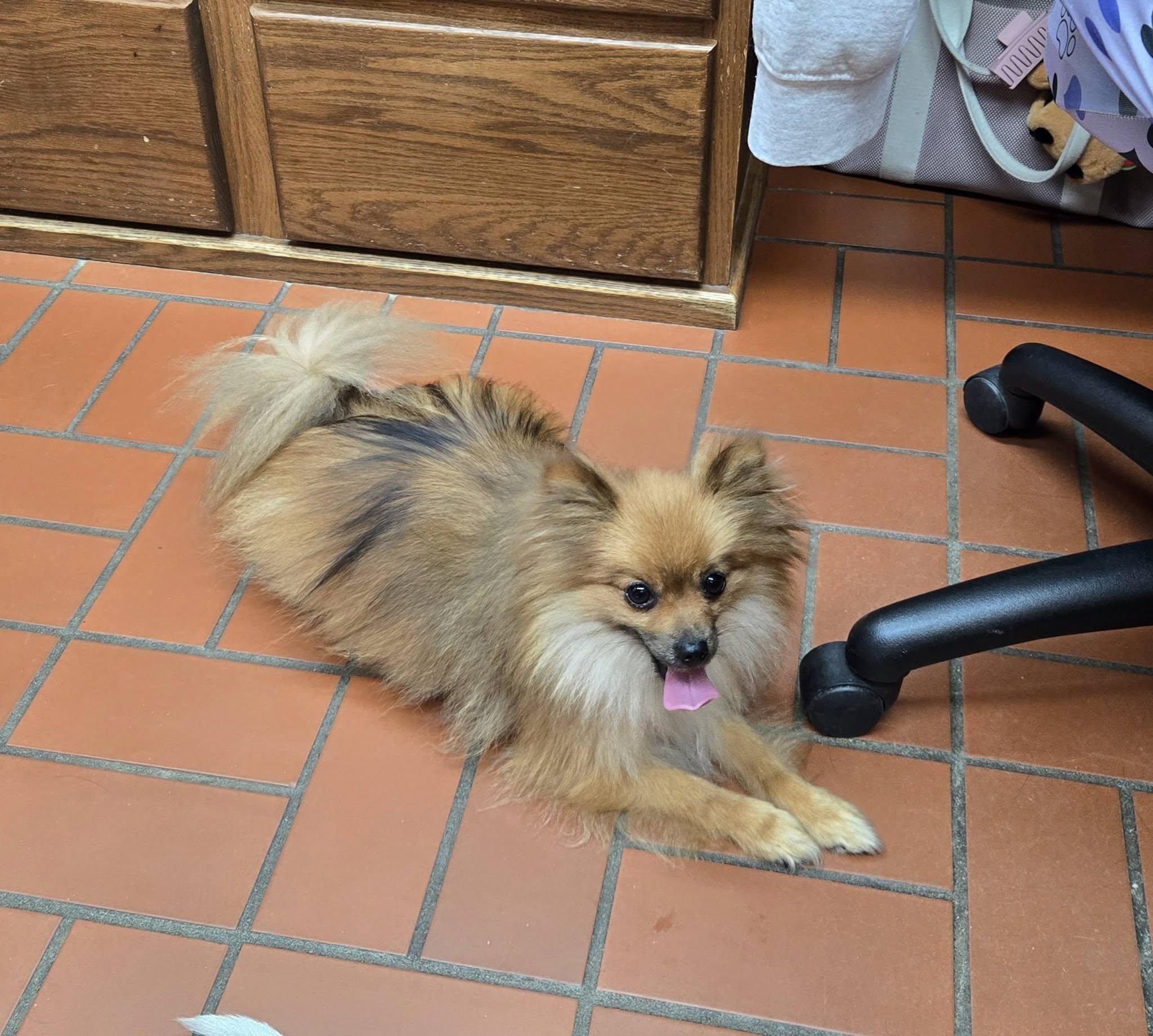 Rocket, adopted, Adult Male Pomeranian.