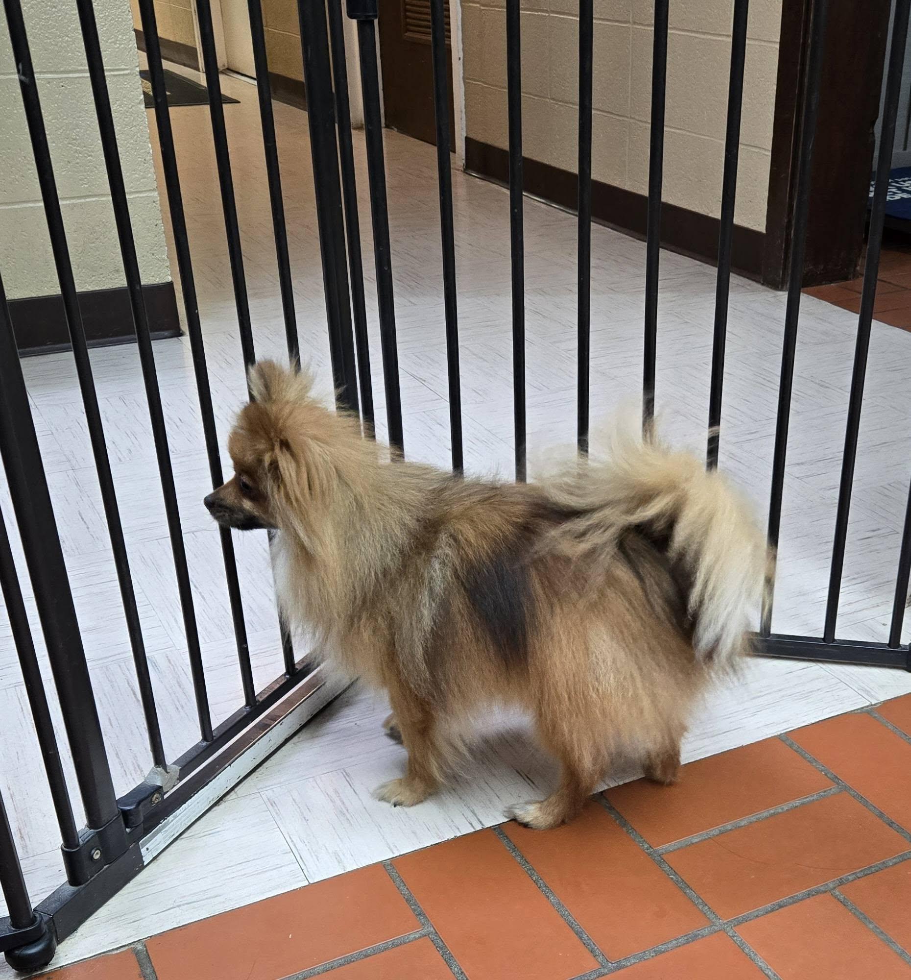 Enlarge Rocket, an adopted Pomeranian in Sterling, KS image 2/4