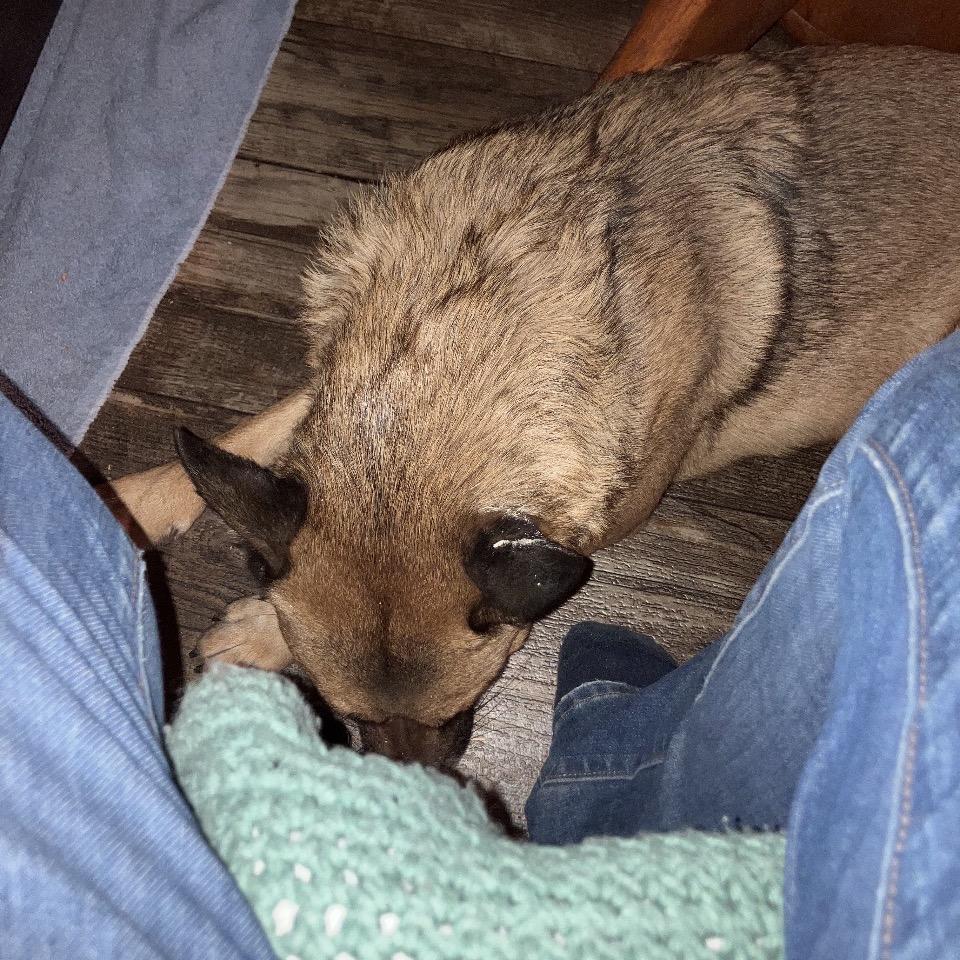 Peach, a Adoptable mixed breed in Kim, CO image 2/4