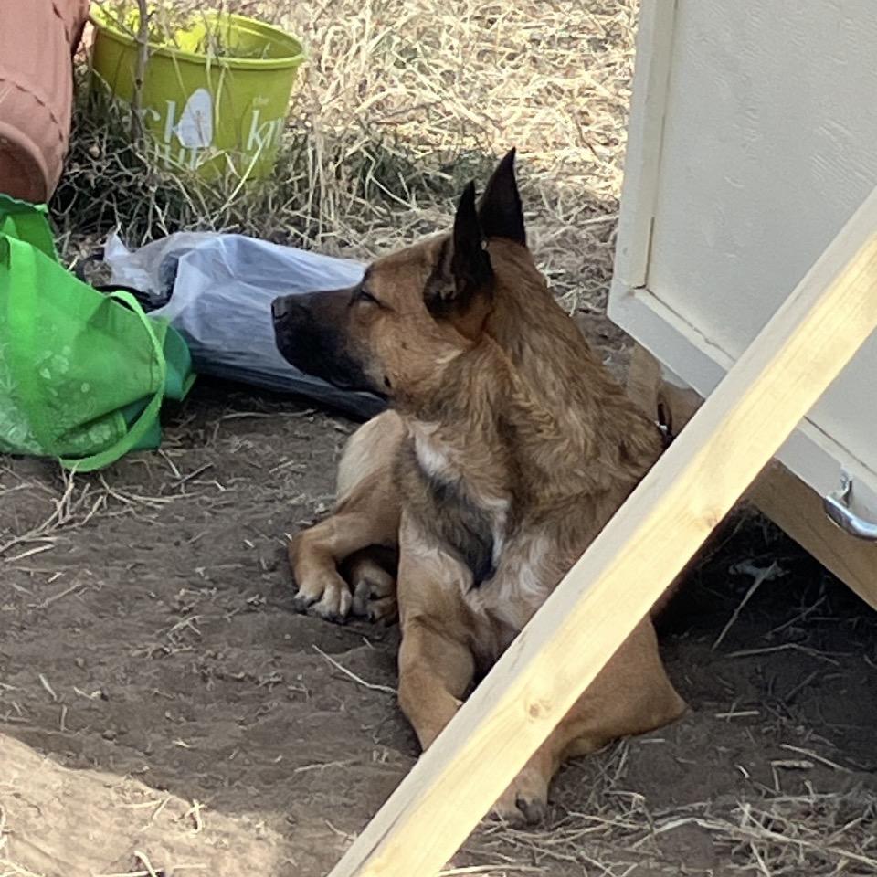 Peach, a Adoptable mixed breed in Kim, CO image 3/4