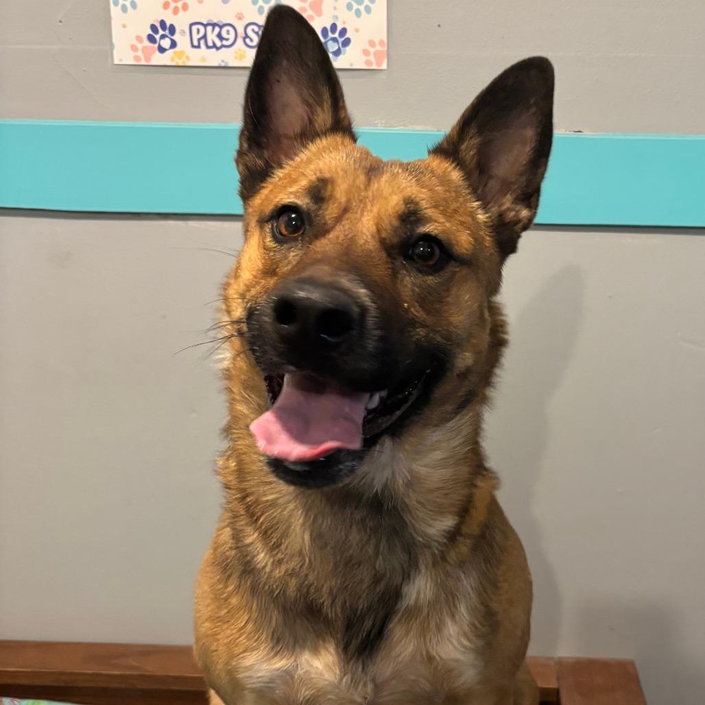 Peach, a Adoptable mixed breed in Kim, CO image 4/4