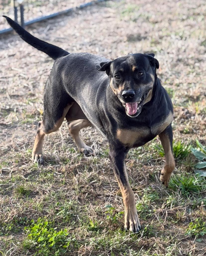 Enlarge Bernice, a Adoptable Black and Tan Coonhound in Greenwood, MS image 1/3