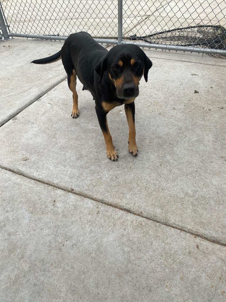 Enlarge Bernice, a Adoptable Black and Tan Coonhound in Greenwood, MS image 2/3