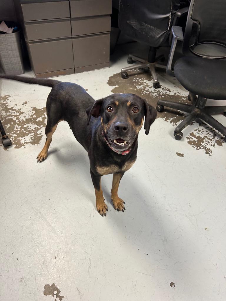 Enlarge Bernice, a Adoptable Black and Tan Coonhound in Greenwood, MS image 3/3