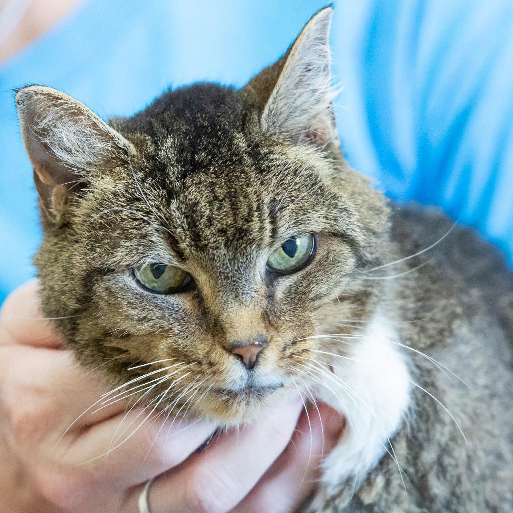 Daria, Adoptable, Senior Female Domestic Short Hair.