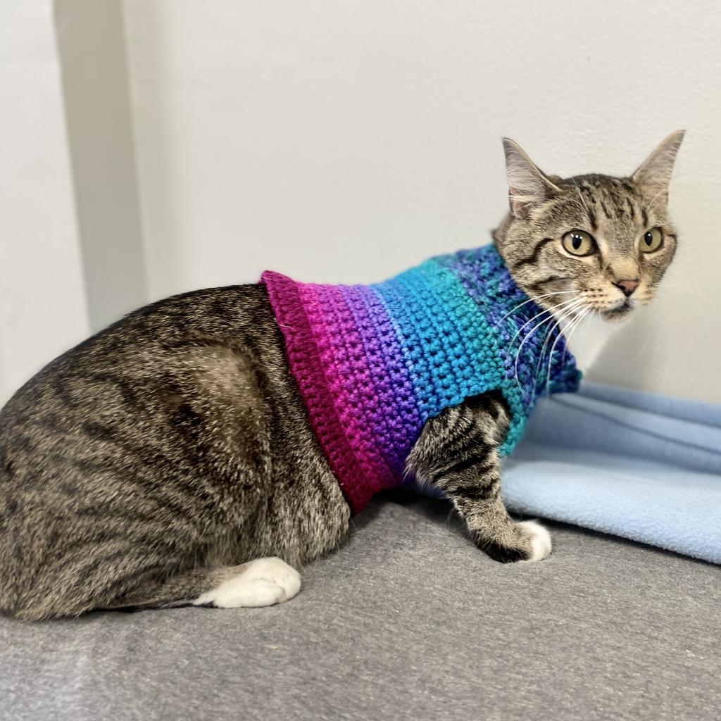 Enlarge Daria, a Adoptable Domestic Short Hair in Cartersville, GA image 1/6