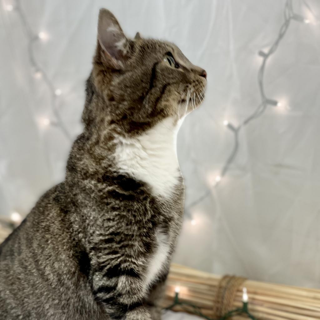 Enlarge Daria, a Adoptable Domestic Short Hair in Cartersville, GA image 2/6