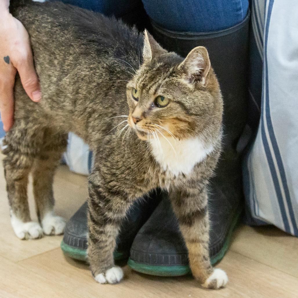 Enlarge Daria, a Adoptable Domestic Short Hair in Cartersville, GA image 3/6