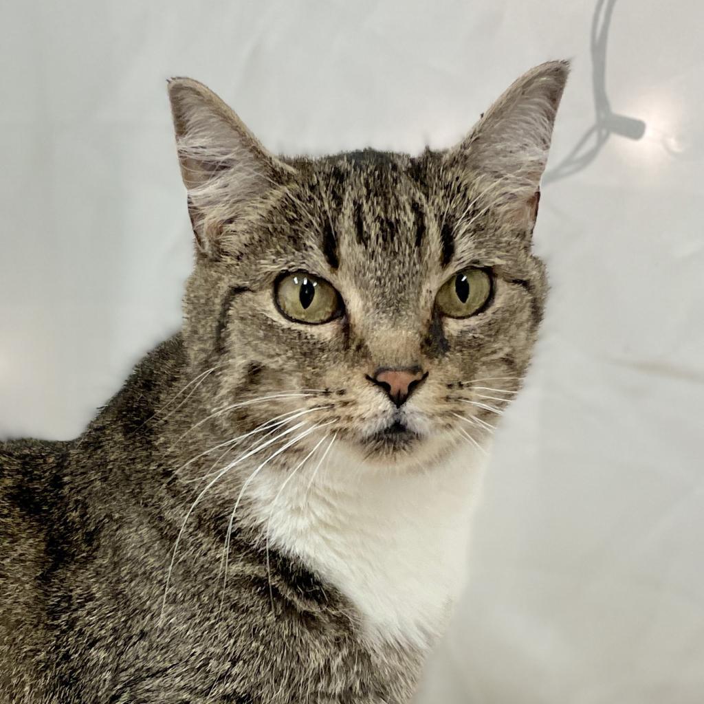 Enlarge Daria, a Adoptable Domestic Short Hair in Cartersville, GA image 3/6