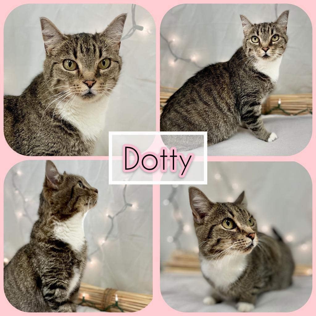 Enlarge Daria, a Adoptable Domestic Short Hair in Cartersville, GA image 4/6