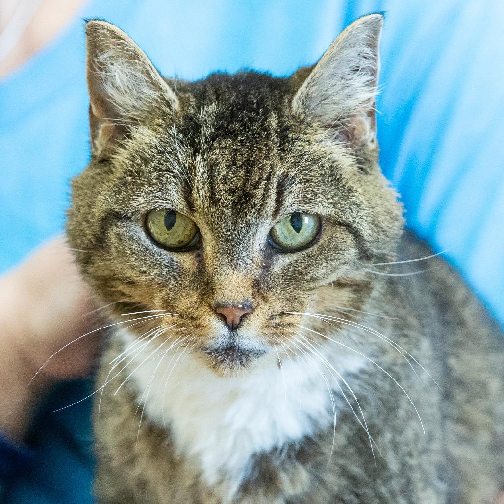 Enlarge Daria, a Adoptable Domestic Short Hair in Cartersville, GA image 4/6