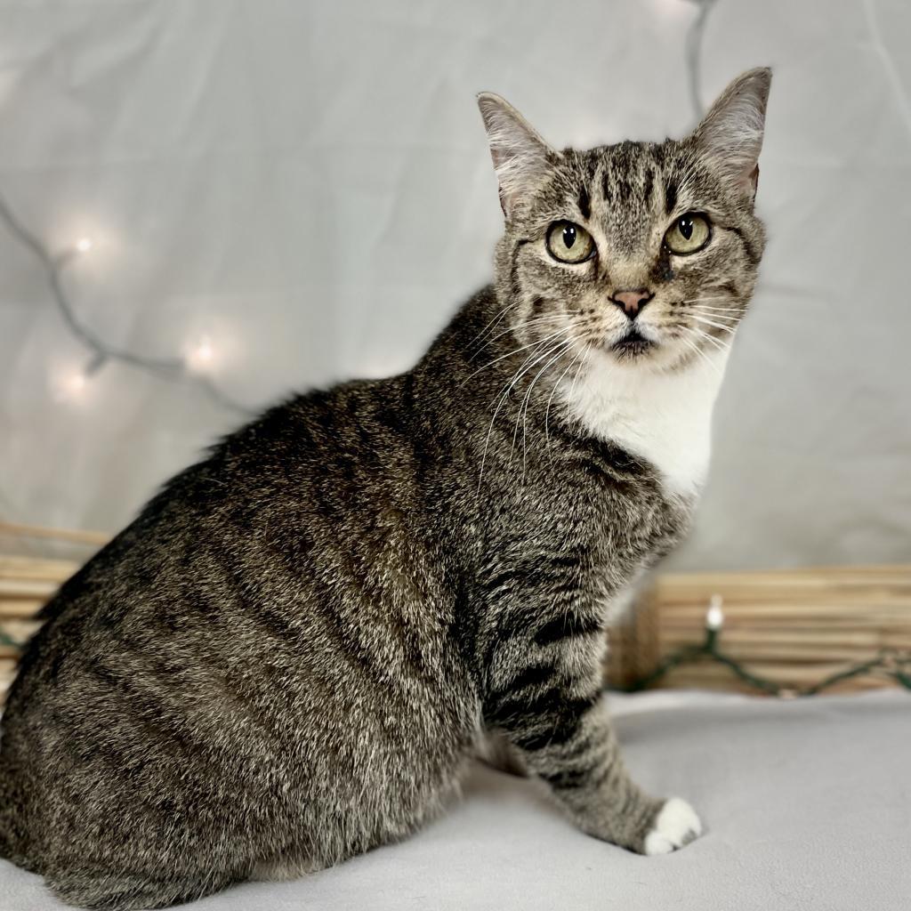 Enlarge Daria, a Adoptable Domestic Short Hair in Cartersville, GA image 5/6