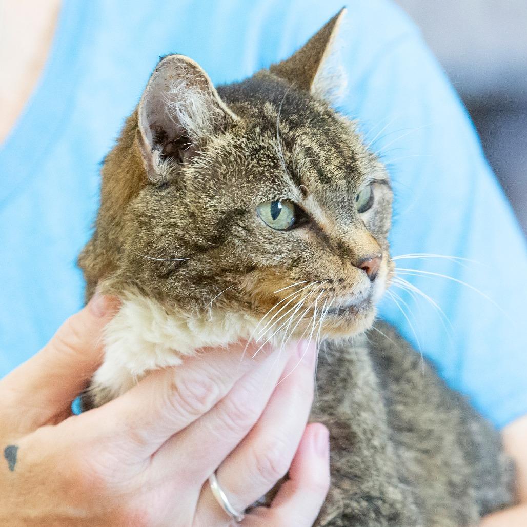 Enlarge Daria, a Adoptable Domestic Short Hair in Cartersville, GA image 5/6