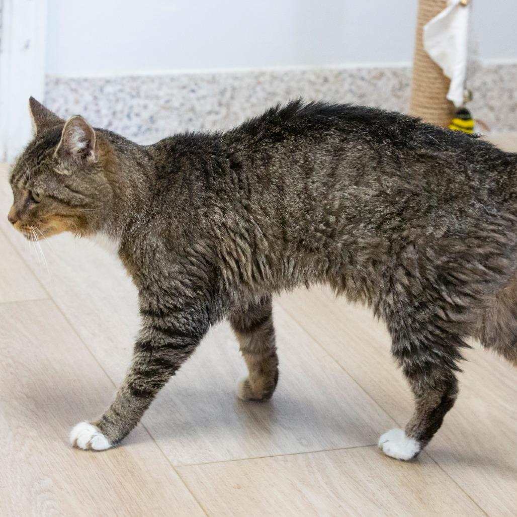 Enlarge Daria, a Adoptable Domestic Short Hair in Cartersville, GA image 6/6