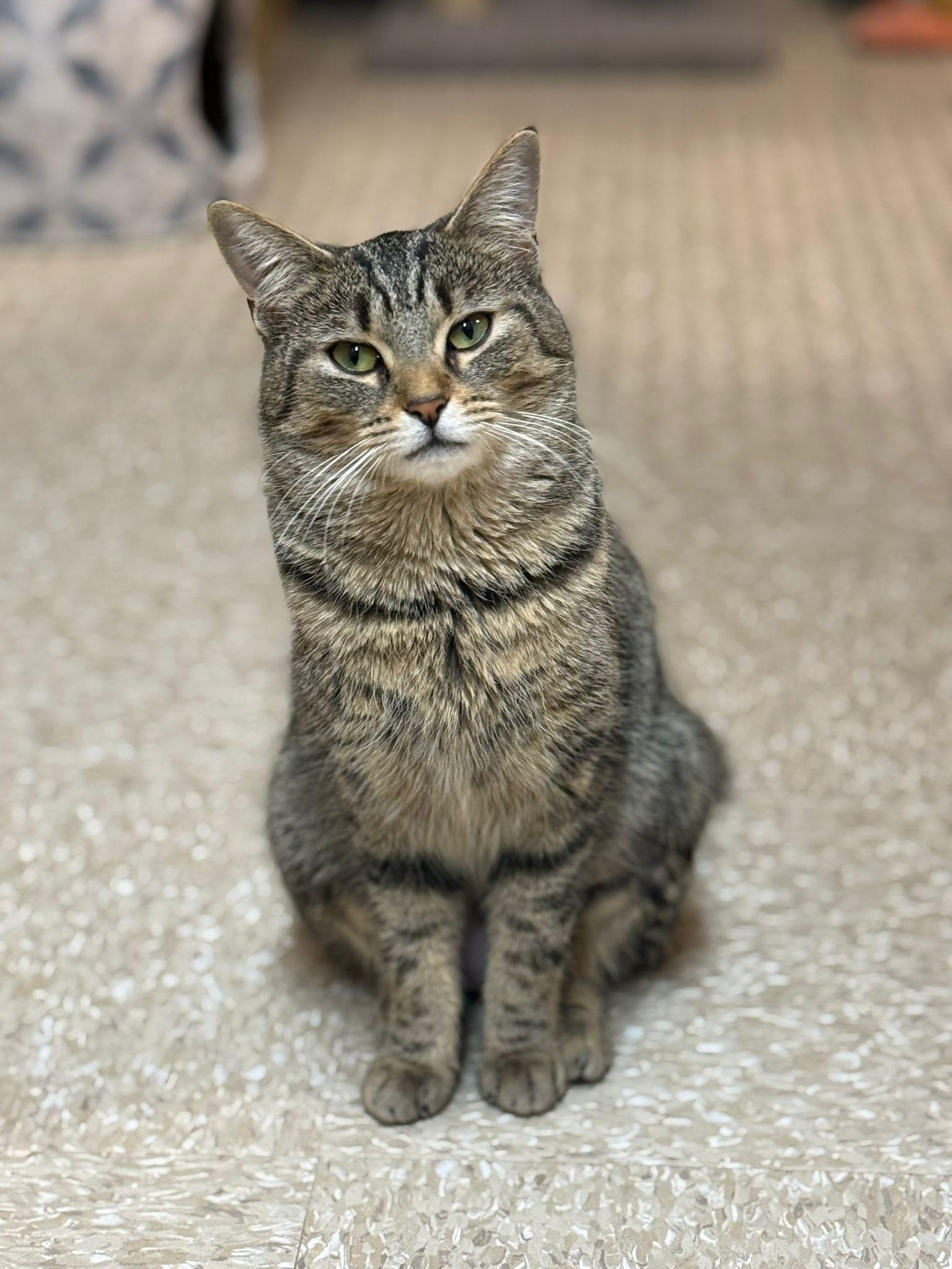 Enlarge Tory, a ADOPTABLE Domestic Short Hair in Richmond Hill, ON image 2/6