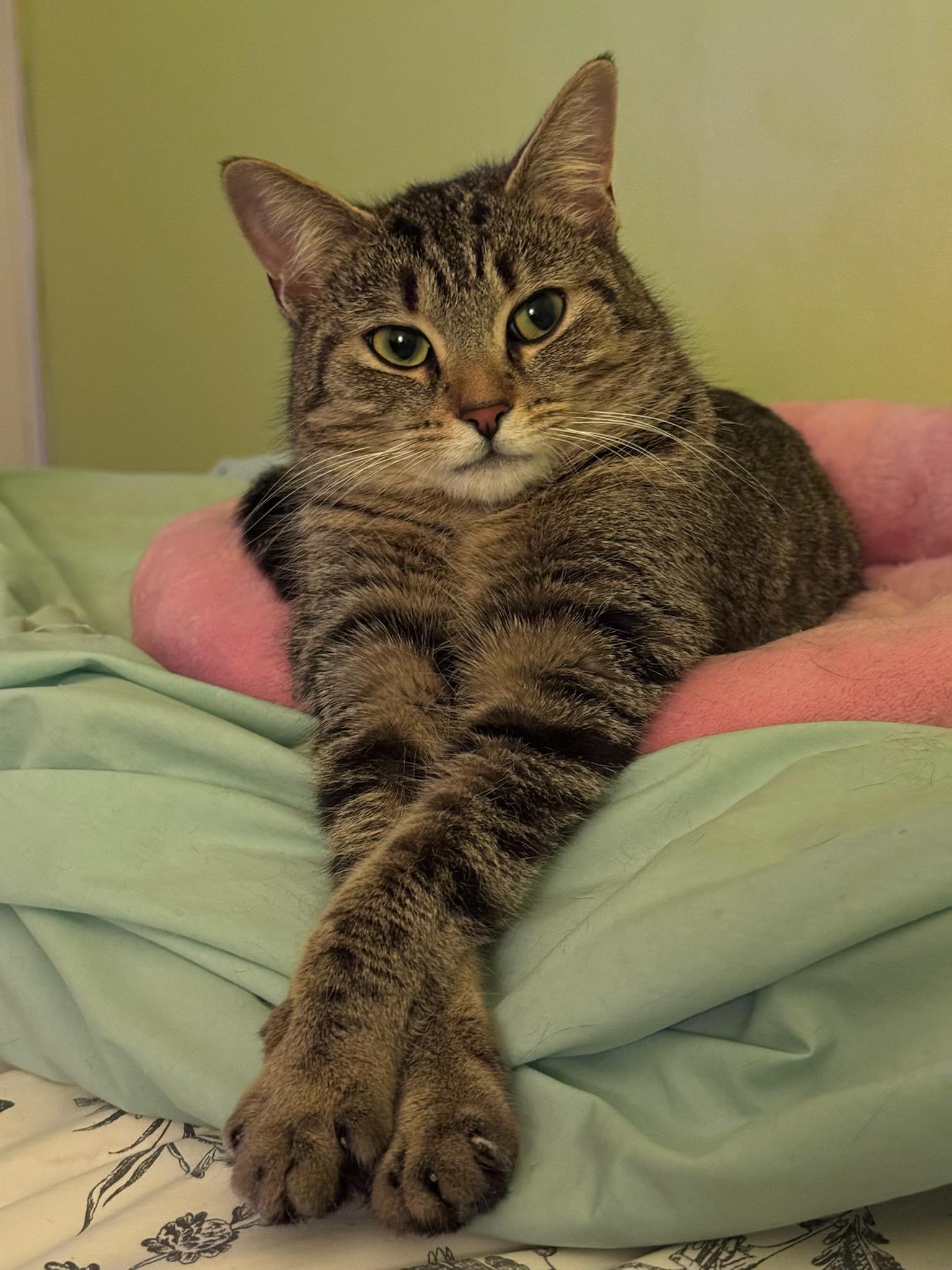 Enlarge Tory, a ADOPTABLE Domestic Short Hair in Richmond Hill, ON image 3/6