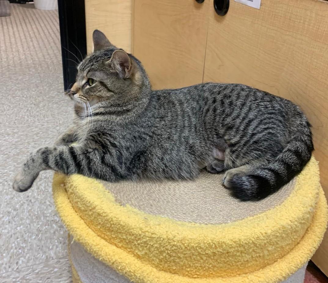 Enlarge Tory, a ADOPTABLE Domestic Short Hair in Richmond Hill, ON image 6/6